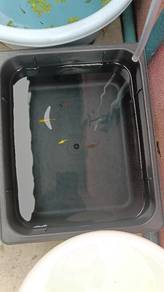 Ikan Guppy 