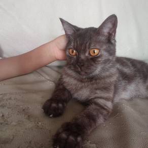 BRITISH SHORT HAIR mix PERSIAN 