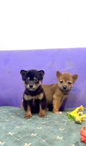 Shiba inu mka and microchip