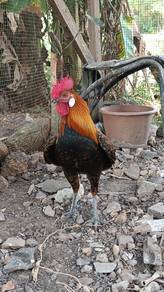 Ayam hutan 