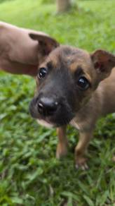 Puppy fo rehome