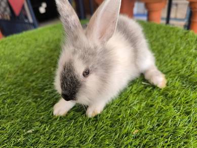 Arnab anak mix TD