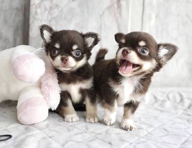 CHIHUAHUA PUPPIES T172🌷 Head Apple Female