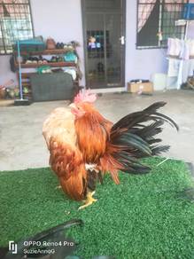 ayam serama 