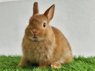 Netherlands Dwarf Untuk Dijual