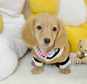 MINIATURE DACHSHUND Puppies VIP47 🐻 Male- Cream
