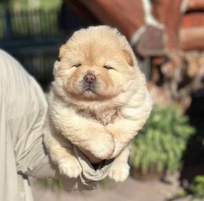FLUFFY CHOW CHOW PUPPIES C334 🌻 Female Available