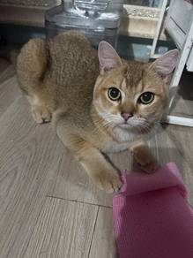 British Shorthair male
