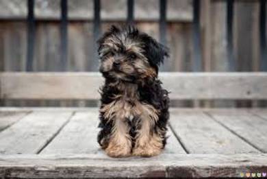 Maltipoo