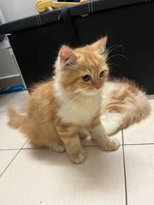 Persian Cat
