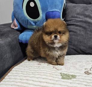 POMERANIAN PUPPIES A161 🌻 Sort of shine