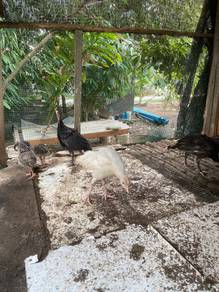 anak ayam belanda