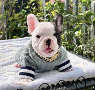 FRENCH BULLDOG PUPPIES 🌻S167 Charming Boy