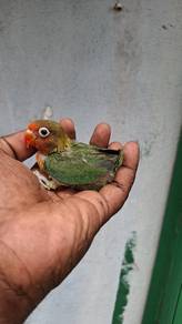 Burung loveb