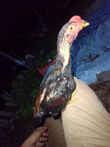pakhoy kratingbull mix pakhoy crazydog
