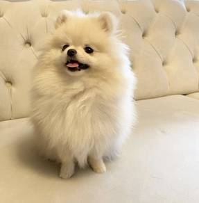 N7693 Sunshine Pomeranan Cute Baby Face Puppy Pupp