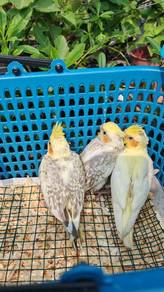 Cockatiel Bird