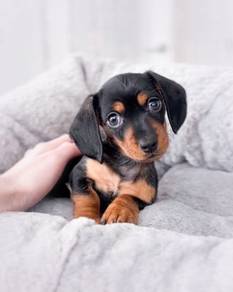Sunshine Dachshund Premium Long Body Puppy Baby Pu
