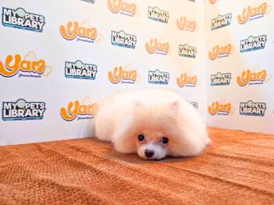 Cream White Pomeranian (F)