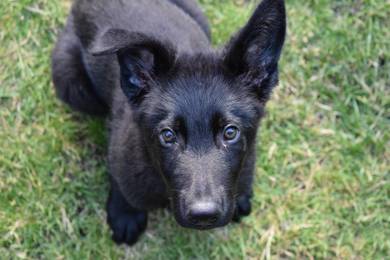 Qr666 Black German Shepherd puppy MKA reg