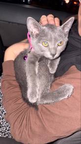 Kucing Scottish fold x Dlh