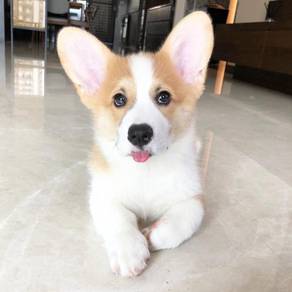 Welsh Corgi
