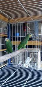Burung orange wing siap lesen pair matang