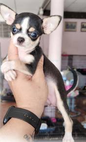 CHIHUAHUA PUPPIES CH327🌷 Head Apple Female