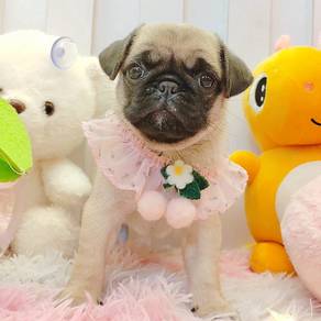 Pug