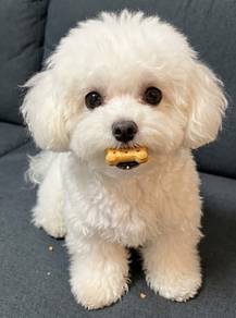 U4132 Loveable Bichon super cute fluffy white coat