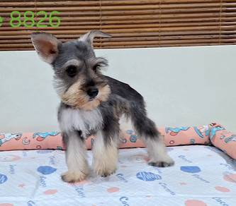 Mini Schnauzer Puppy 🐶 🐶 🐶 