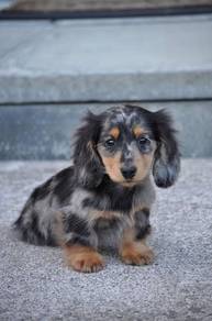 QWW78 Dachshund long haired Dapple / Merle color