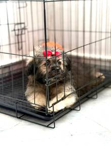 pomshii puppies for sale