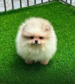 POMERANIAN PUPPIES A260 🌻 Sort of shine Boy