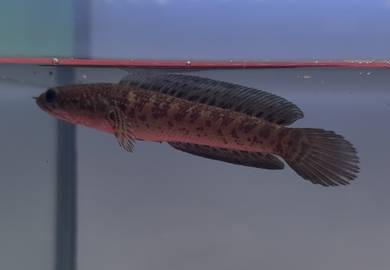 channa cobra cb indo