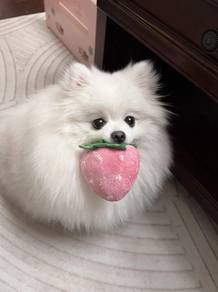 Peppy Pomeranian Teddy Bear Dog Cute Fluffy Puppy