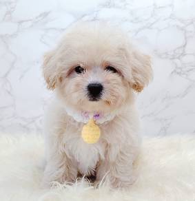 Maltipoo