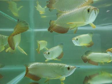 malaysia golden crossback 5 inch -wholesale price
