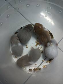 hamster syrian 