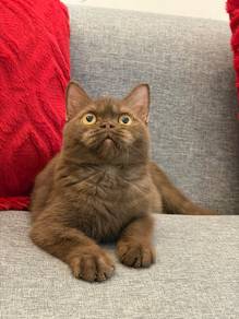 BSH cinnamon tortie