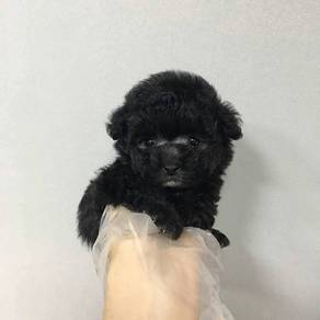 Black Toy Poodle