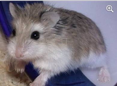 robo hamster for sell