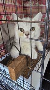 British shorthair mix American curl