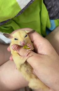 Sugar Glider Yellow White Cage+food included