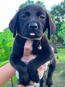 black Labrador..