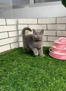 Blue BSH kitten
