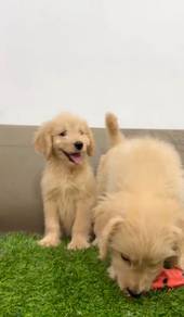 Golden doodle puppies male