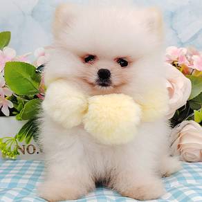 Pomeranian