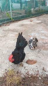 Ayam serama 