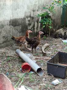 anak ayam bulu terbalik
